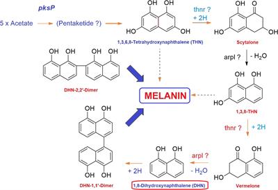 In silico Prediction, Characterization, Molecular Docking, and Dynamic Studies on Fungal SDRs as Novel Targets for Searching Potential Fungicides Against Fusarium Wilt in Tomato